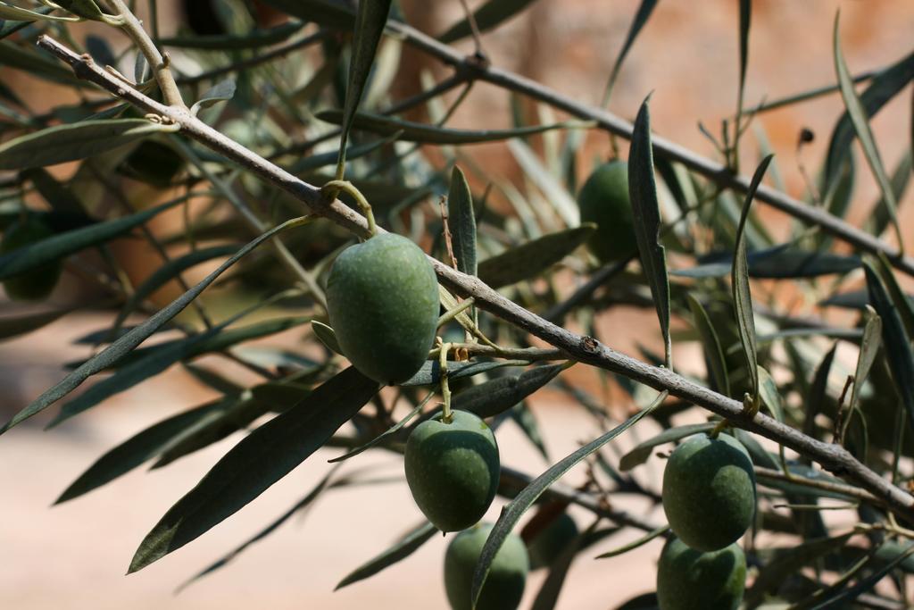 شقة Athina Ecofarm Epidaurus المظهر الخارجي الصورة